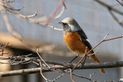 ジョウビタキ♂