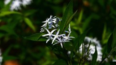 近所散策０５２８