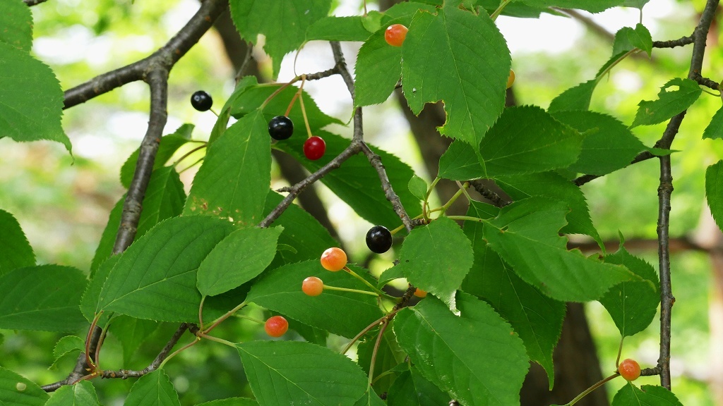 これもサクランボ？