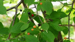 これもサクランボ？