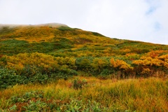 月山草紅葉１