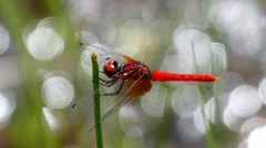 ハッチョウトンボ　３