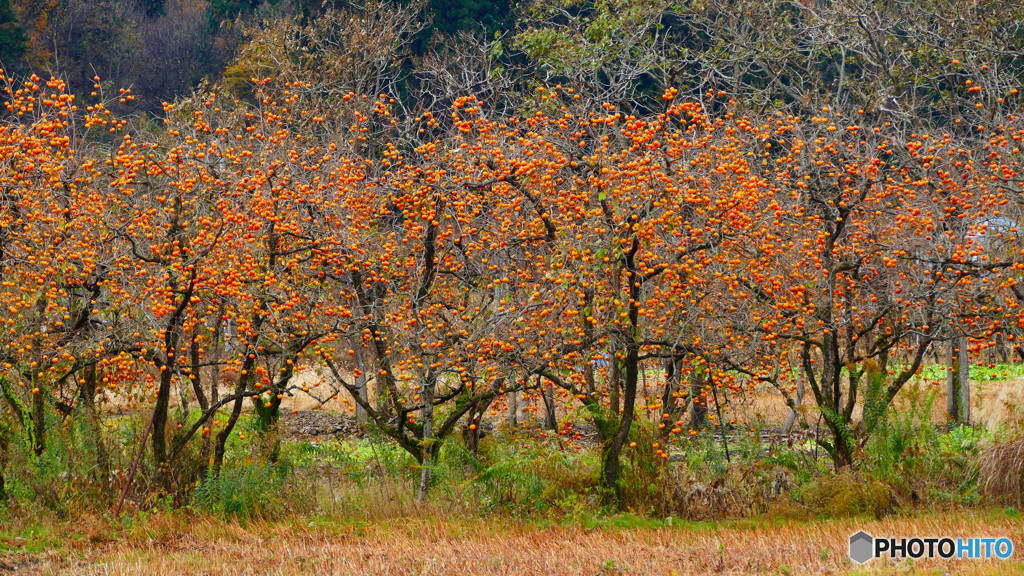 会津身知らずの地