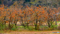会津身知らずの地