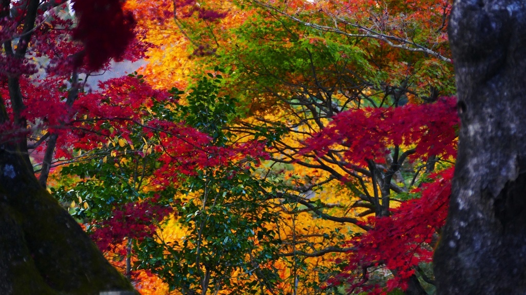 P1170199　@白河市南湖公園