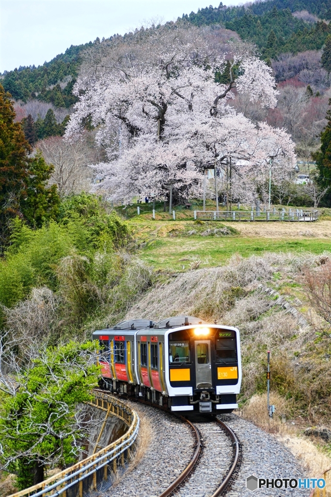 戸津辺の桜と水郡線 １