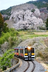 戸津辺の桜と水郡線 １