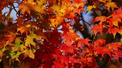 P1150707　＠石筵ふれあい牧場