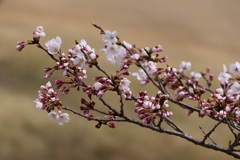 逢瀬公園