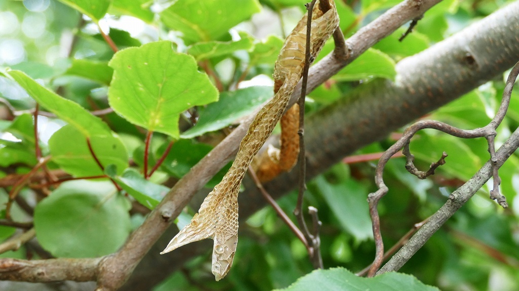 P1110656　抜け殻でもオーラ