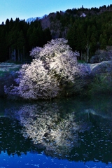 一ノ木　鏡桜　夜バージョン