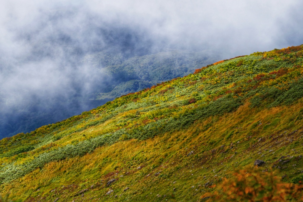 月山草紅葉３