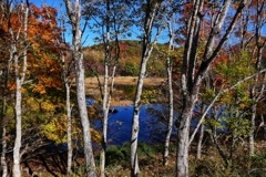 観音沼森林公園 観音沼森林公園