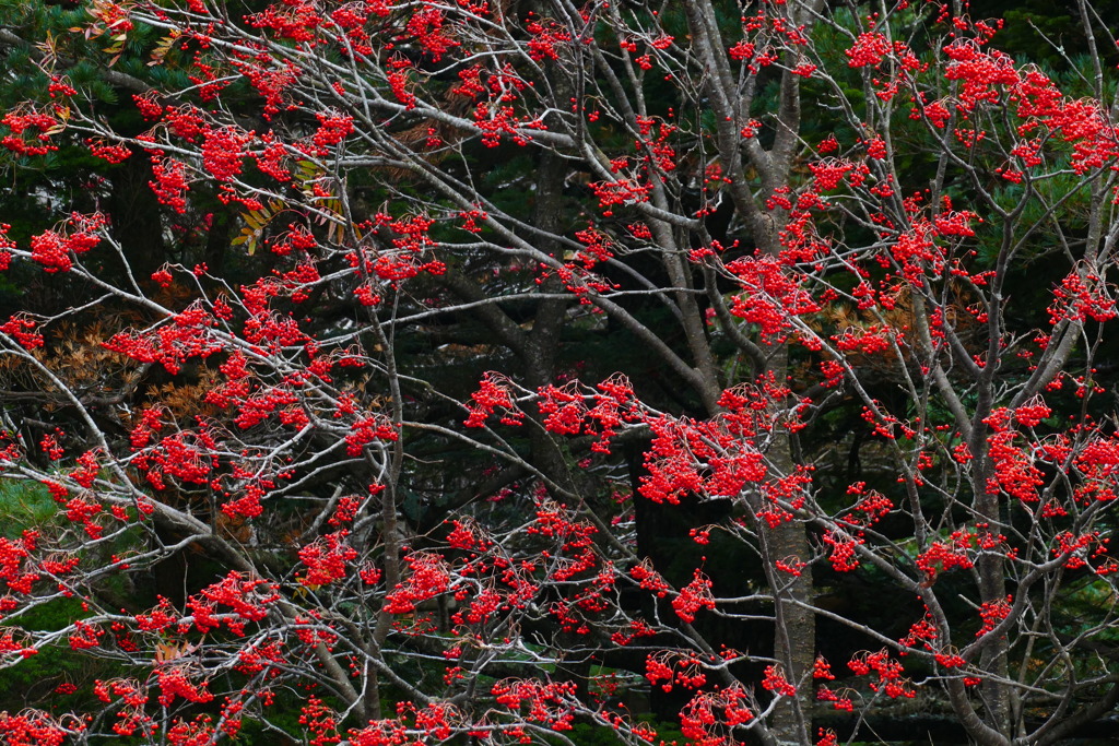 スカイライン５