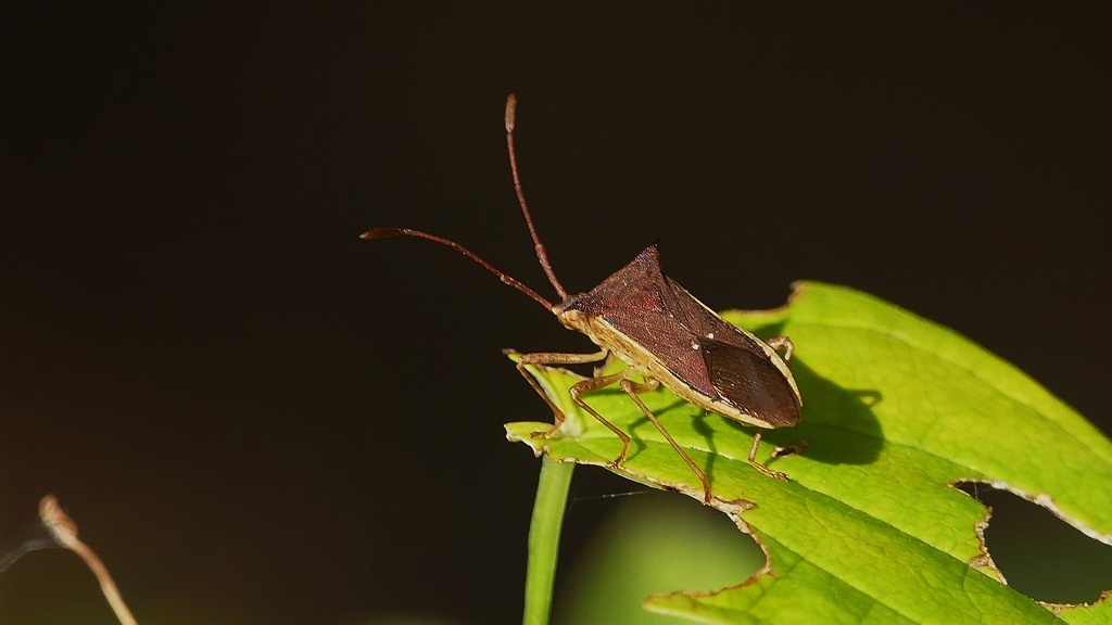 P1160328カメムシの一種