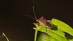 P1160328カメムシの一種