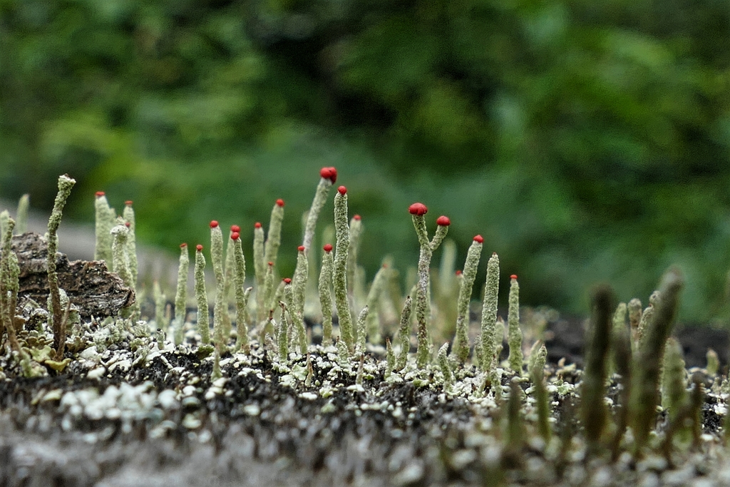 赤い頭の不思議くん