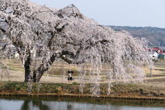 花園枝垂れ桜⑤