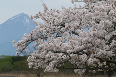 桜と磐梯山