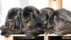 絶望してるみたい。。。