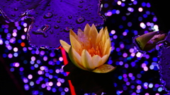 @足利フラワーパーク