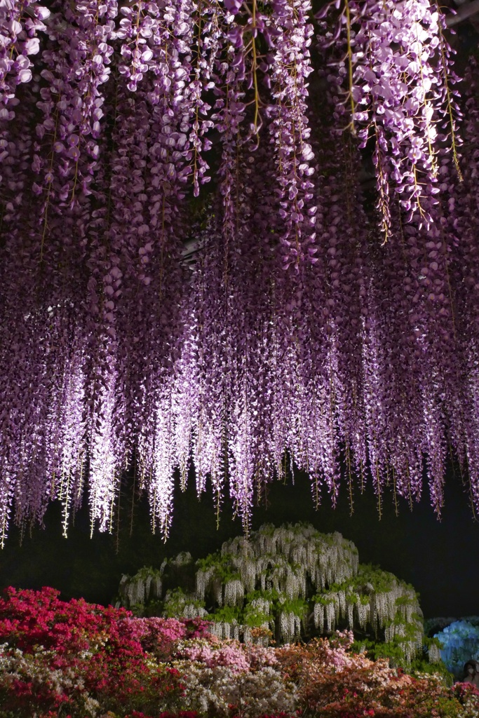 あしかがフラワーパーク１２