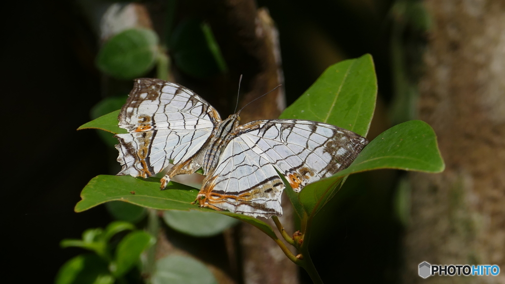 イシガケチョウ