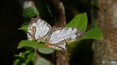 イシガケチョウ
