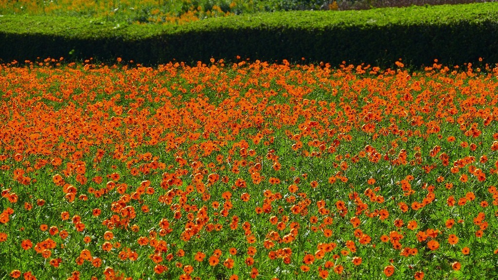 P1160027　＠ひたちなか海浜公園