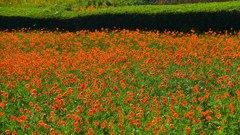 P1160027　＠ひたちなか海浜公園