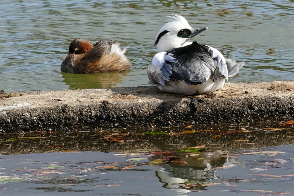 ミコアイサ＋カイツブリ