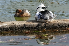 ミコアイサ＋カイツブリ