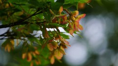 もうすぐ飛行だね