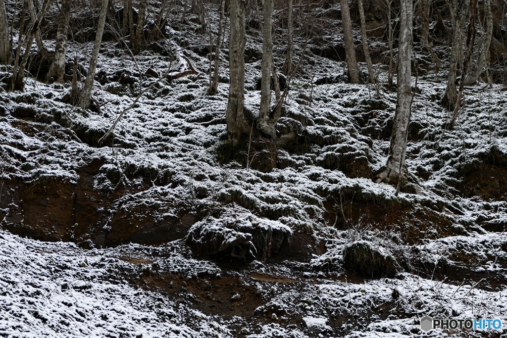 春遅き森の情景２