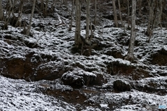 春遅き森の情景２