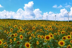 風車とヒマワリ