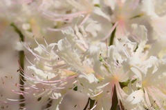 曼珠沙華