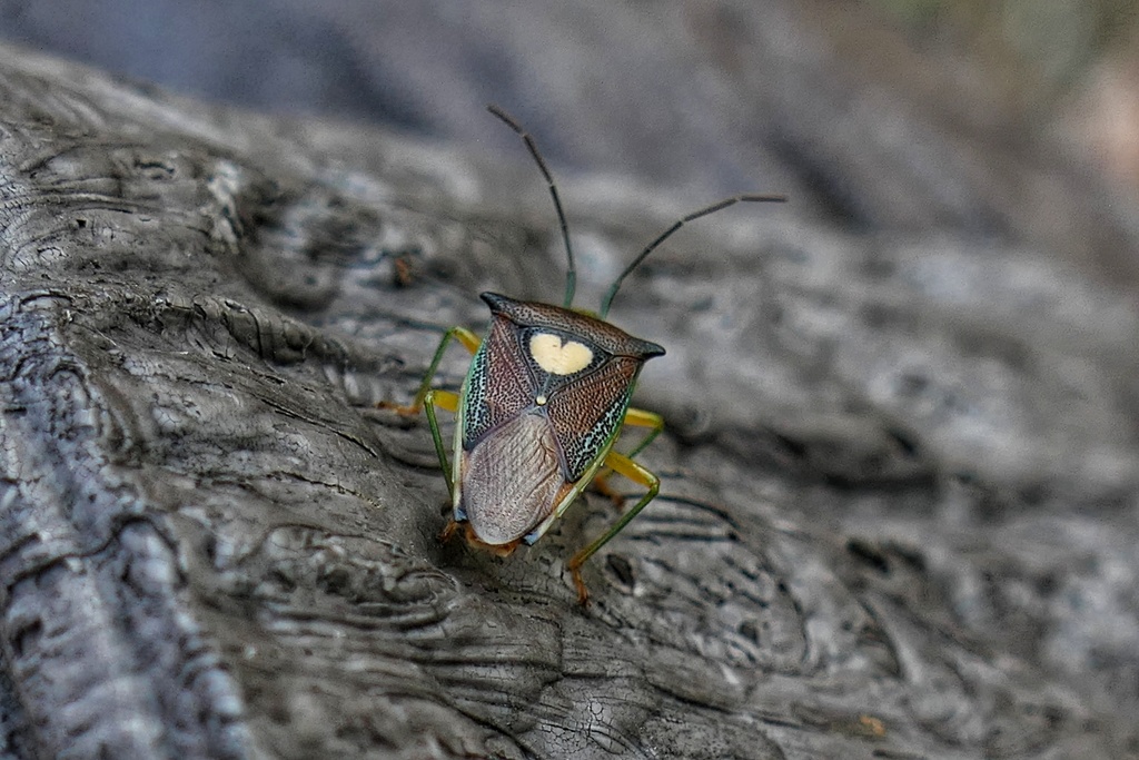 エサキモンキツノカメムシ