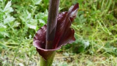 コンニャクの花