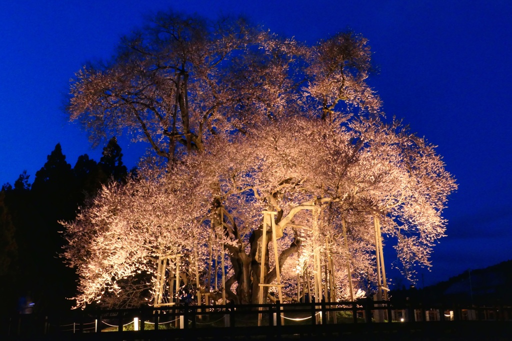 戸津辺の桜③