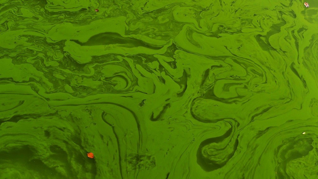 P1160745　濁り藻＠郡山市五百渕