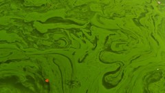 P1160745　濁り藻＠郡山市五百渕