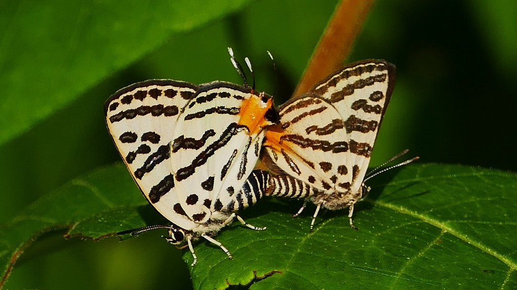 キマダラルリツバメ交尾中