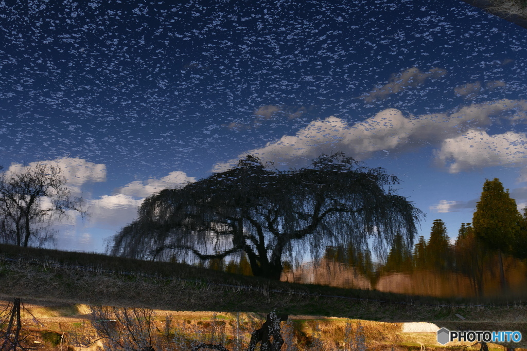 花園の枝垂桜５