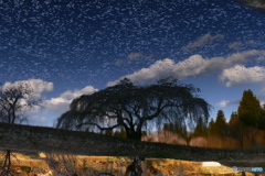 花園の枝垂桜５