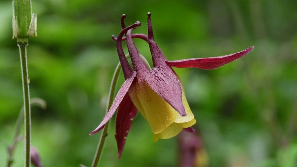 マイフィレセント・・・