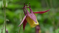 マイフィレセント・・・