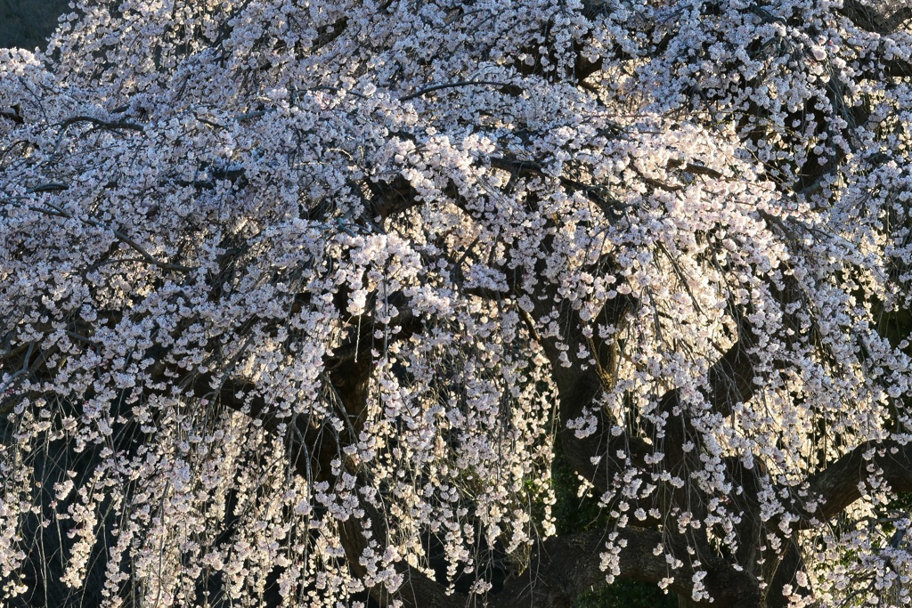 花園しだれ桜⑤