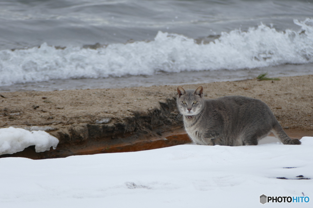 寒くても平気だにゃー２