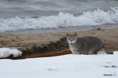 寒くても平気だにゃー２